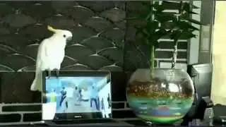 !Свежайшие приколы про животных апрель 2014!