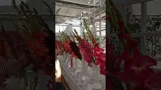 Выставка гладиолусов - 2 #цветы