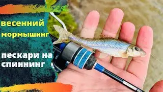 Пескари на мормышку . Весенний мормышинг