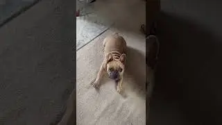 Show this video to your dog and see their reaction 🐶 #dogchallenge #dogs #funnydog