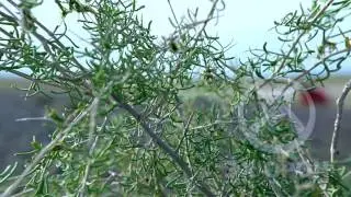 "Говийн чимээ" зураглал Зураглаач Б.Нямдаваа / Мандалговь /