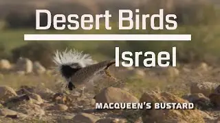 Desert Birds of Israel 4K