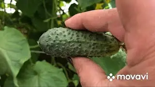 Сад огород🥒🥔🥬🍓и много, много травы😄