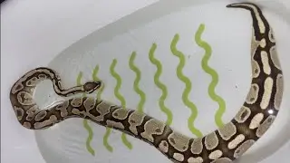 Ao vivo - Tirando dúvidas!