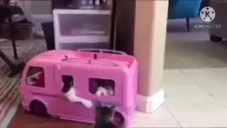 pelea épica de moar gatos