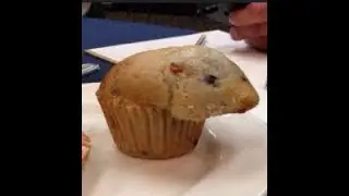 that muffin is looking awfully like a hamster