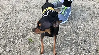 Русский Той Терьер не умеет знакомиться?!