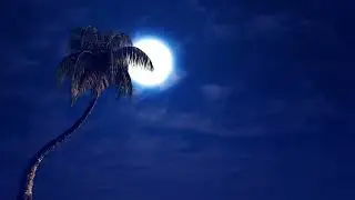 High Definition Full Moon and Palm Tree Relaxing Visuals HD Screensaver