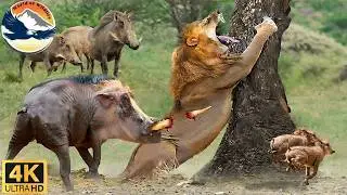 Savanna: A Warthog's Desperate Flight for Life from a Relentless Hunter 