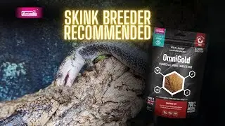 Skink Breeder Weighs In On OmniGold | ft. Longfield Exotics & Aquatics