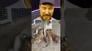 Mr Beast Reacts 🫢🫢