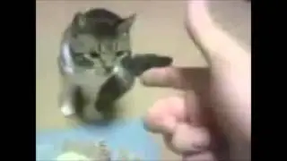 Приколы с животными 1