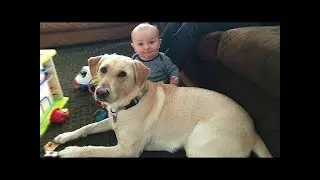 「絶対に笑う」あり得ないことをする犬★おもしろい犬のハプニング, 失敗画像集 #34