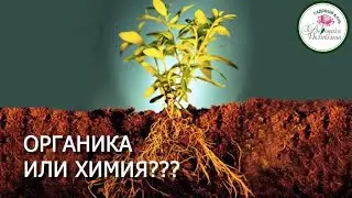 Органика или химия: что нужно нашим растениям