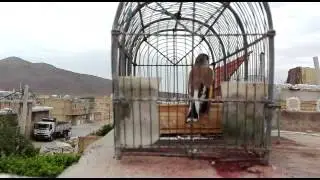 Himalayan Goldfinch Singing  hasoun سهره خوش دهن الحسون  تغرید حسون الإيراني  Canto del jilguero