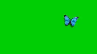 butterflies green screen || Chroma key || blue butterfly 