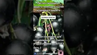 Листья смородины, а вы знали о таком чудо растении и его свайствах? часть 2