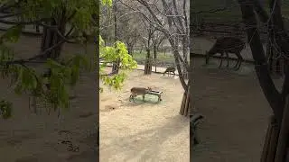 Cамая прекрасная пора в Сеуле 🌸🌼  