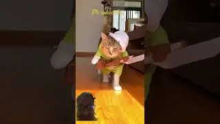 #Catwalk by Fifi - cat in costumes#dog #catshortsfunnyvideos #cat #greenscreen #funny #shorts #paw