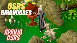 Fast & Easy Bird House Trapping Guide OSRS