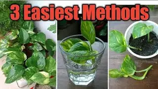 3 EASIEST Methods  of Propagation of Pothos (Epipremnum aureum)| How to Propagate Pothos