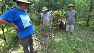 Rare palms and two types of Araucaria Wiley takes us around his property part 1
