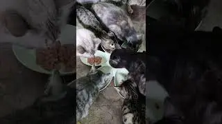 #помощьбездомнымживотным