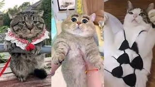 cute Dogs and Cats / Funny moments in life - pet lover 012 # LA