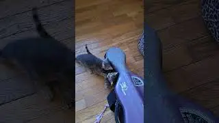 the other fiddle case