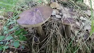 Поход за грибами, есть грибочки, Ярославская область