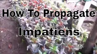 How To Propagate Impatiens (2019)