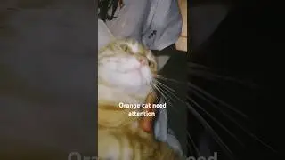 Orange cat transforming into leopard 🐆#cat #leopard #catshorts #rap