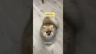 Думаете реально так? #минишпиц #собака #pets #собаки #смешноевидео #шпиц #животные #puppy #spitz