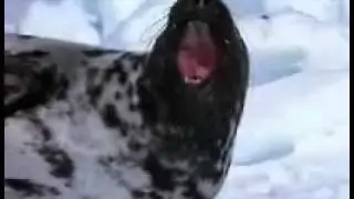 Тюлень хохлач.wmv