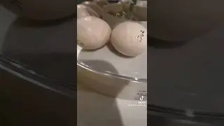 🐣🥚 3 days till hatching! Witness the miracle! 🌍🐥✨ 