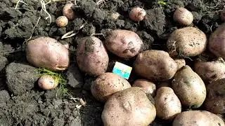 Сорт картоплі Містерія