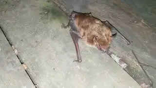 BAT IN THE HOUSE!!!
