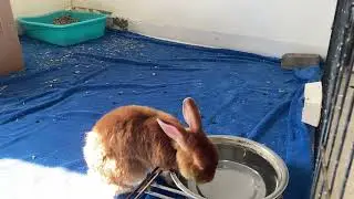 Cute Rabbit drinking water