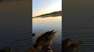 The Biggest Bass fish I caught ! 19 inches what a fight Rookie fishermen #shorts #bassfishing