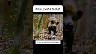 Самая умная собака  