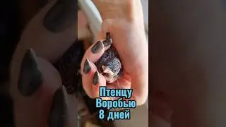 ПТЕНЦУ ВОРОБЬЮ 8 ДНЕЙ ❗ #спасениептенца #shorts #воробей