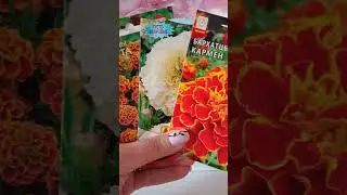 Бархатцы