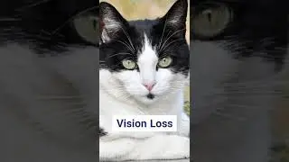 Signs Your Cat is Getting Older 2 #shorts