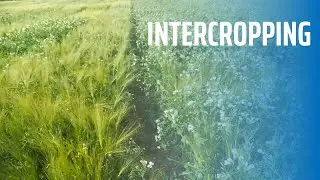 Intercropping – Spring Barley and Peas
