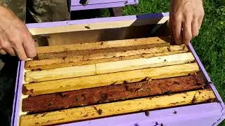 Поздние отводки.  Немного о расстановке ульев. 4.09.2020