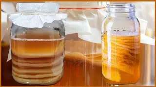 How to make a SCOBY hotel | KOMBUCHA basics