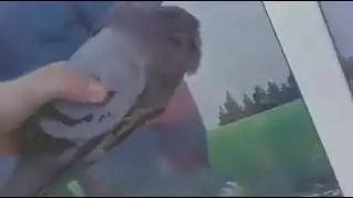 голубь Шредингера живой но неживой