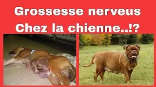 Grossesse nerveuse, ou pseudo gestation : qu'est-ce que c’est ?@vetoszone