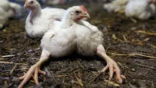Broiler falls on its feet: reasons and solutions.