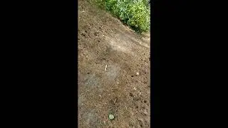 в лесу